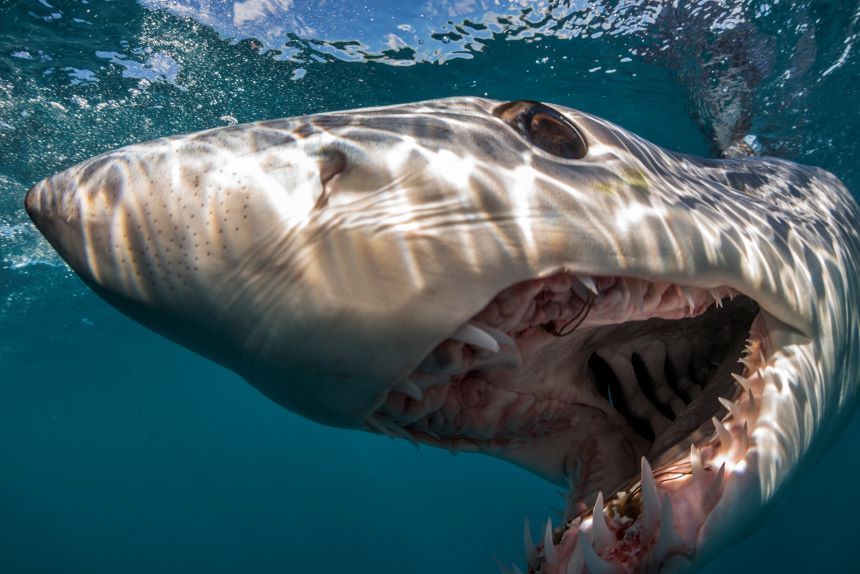 Al via la mostra 'The sentient sea' del grande fotoreporter Brian Skerry